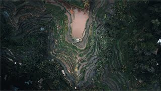 Dawn over Bali's Rice Fields | 4k Cinematic Short Film