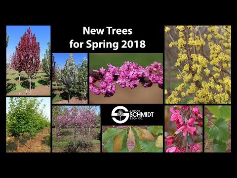 નવા વૃક્ષો 2018