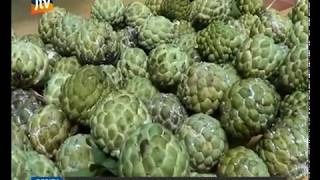 www.pojokpitu.com : Panen Raya Buah Srikaya, Petani Meraup Untung Dengan Peningkatan Produksi