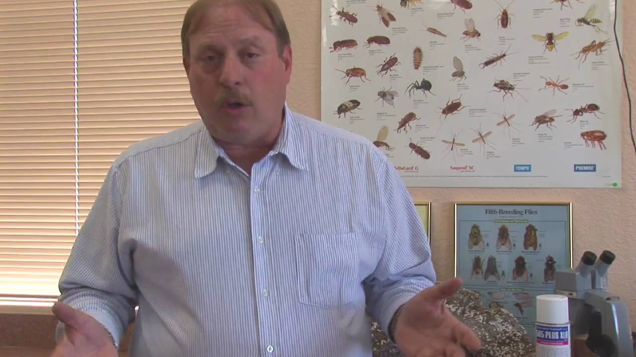 Insect Repellent Techniques How to Stop Black Flies From Biting YouTube