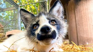 This fox has a bossy interspecies girlfriend