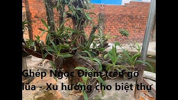Ghép Lan Ngọc Điểm trên thân gỗ khổng lồ. Mô hình chơi Lan trên thân gỗ sân vườn.