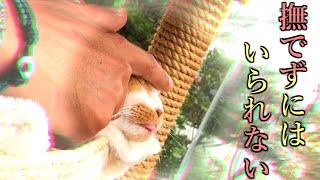 どうしても撫でたくなる三毛猫それはまりも