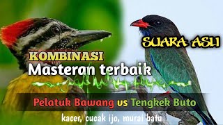 Masteran Pelatuk Bawang dan Tengkek Buto Jernih suara asli