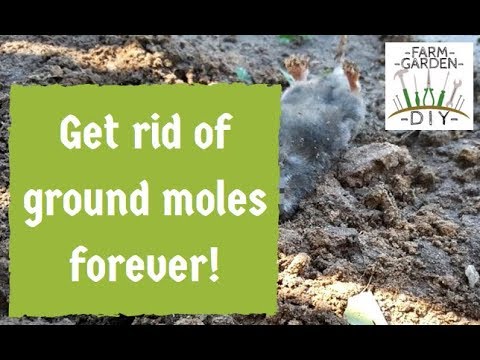 How To Remove U0026 Get Rid Of Ground Moles Best - Guaranteed Method!