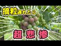ぶどう摘粒遅れたら超悲惨
