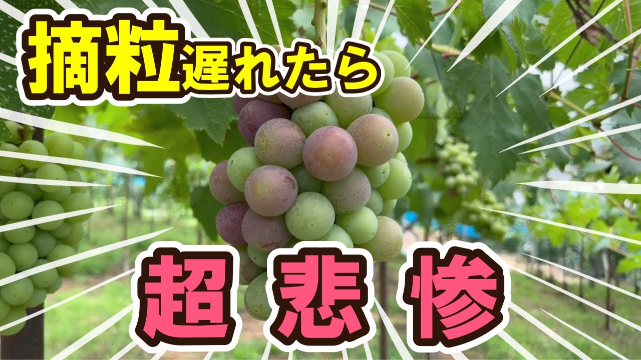 ぶどう摘粒遅れたら超悲惨