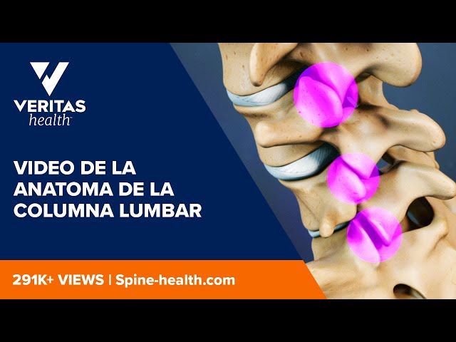 Video de la anatomia de la columna lumbar 