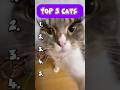 TOP 5 CATS PT.5 #ranked #cat #subscribe #cute #ranking #pets #funny #cats #rankpush #subscribe #sub