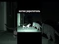 A Cat Sits On A Cat And Chases The Cat A Cat Sits On A Cat And Chases The Cat