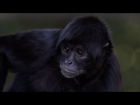 Screaming Siamang Sound