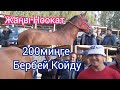 Жаңы Ноокат Жылкы Базарыда Укмуш Кызыйт Экен 11.08.21