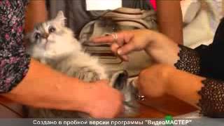 Абиссинские кошки на Обнинск-ТВ.avi Абиссинские кошки на Обнинск-ТВ.avi