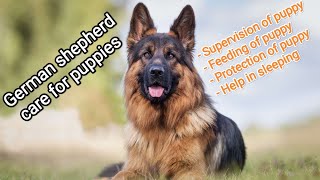 German shepherds are the smartest dogs 😎 #germanshepherd #dog #puppy #india