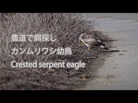 【農道で餌探し】カンムリワシ幼鳥 Crested serpent eagle