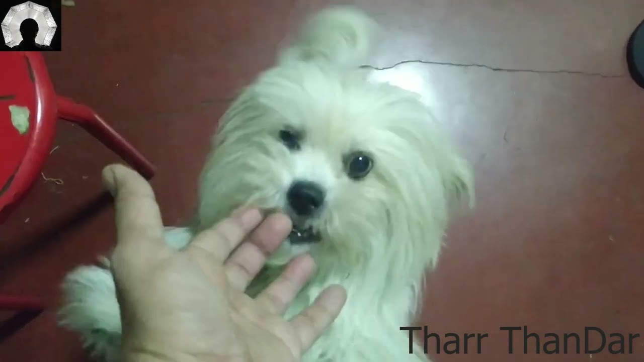 အလှမွေးငါးသွားဝယ်ကြမယ်။Completing the aquarium setup.(VLOG_06)By Tharr ThanDar.#tharrthandar