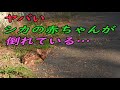 【続編あり】シカの赤ちゃんが倒れていた…
