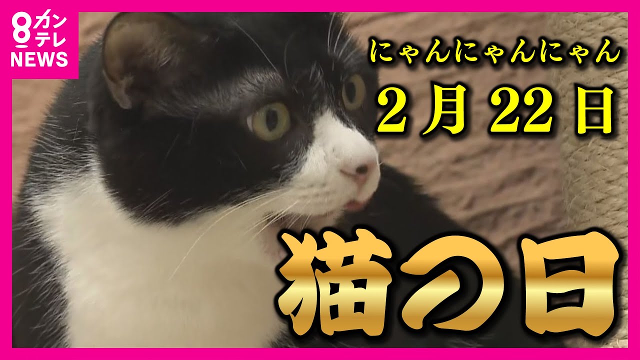 2月22日は「猫の日」大阪で初の“譲渡ネコ展示スペース”オープン 「忍者