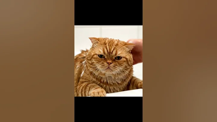 Watch the video about This Cat LOVES Bath Time?! 😲🐾