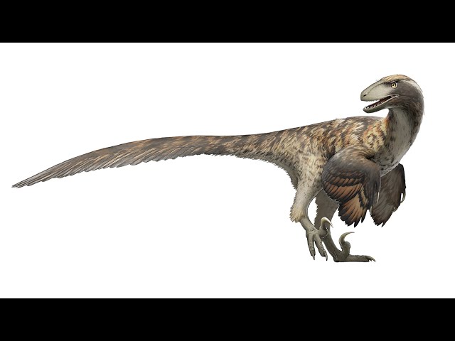 Research Indicates Raptors Don't Hunt in Packs, Proving 'Jurassic