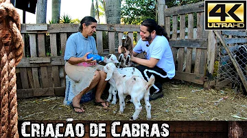 Como cuidar de cabrito filhote?