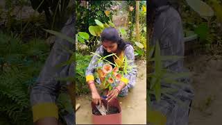 কলকে ফুল গাছ বসালাম আজ🌿#village # flower plant#minivlog 🥰🤗