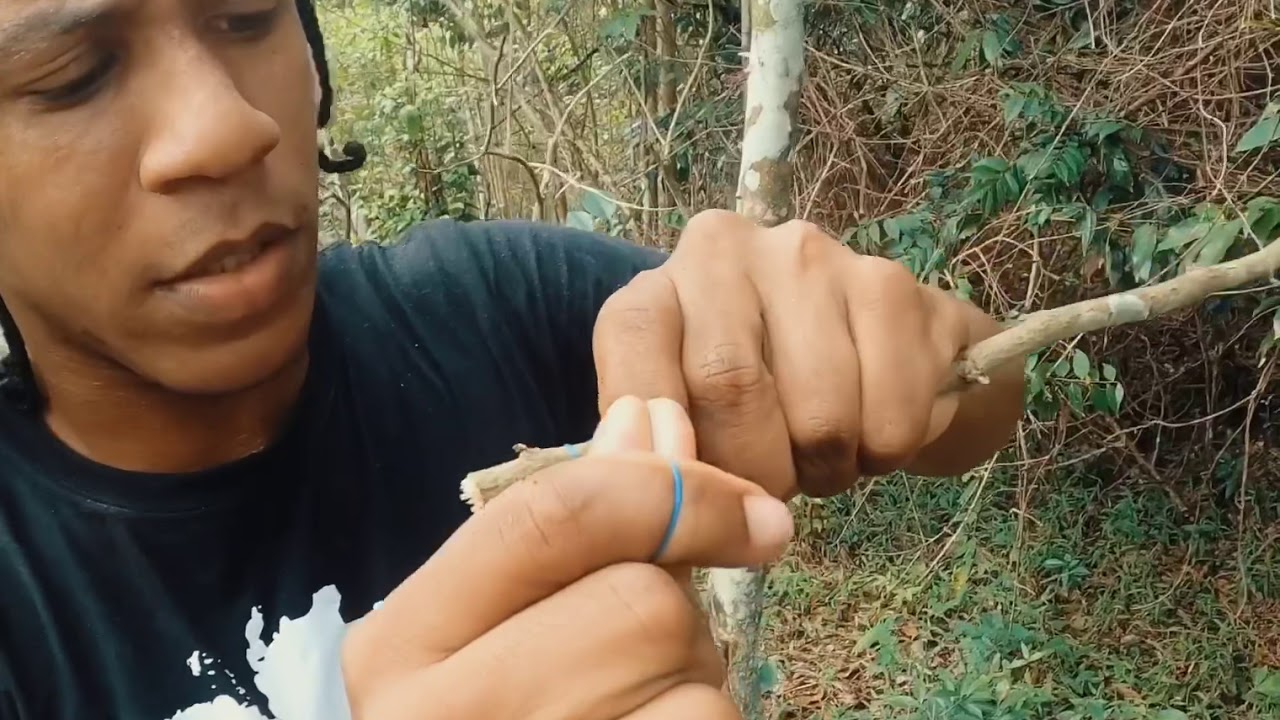 How to make a bird trap (Springe) in Jamaica