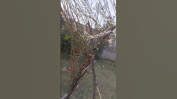 Thumbnail of plum tree 🌳 #shorts #youtubeshorts #tree