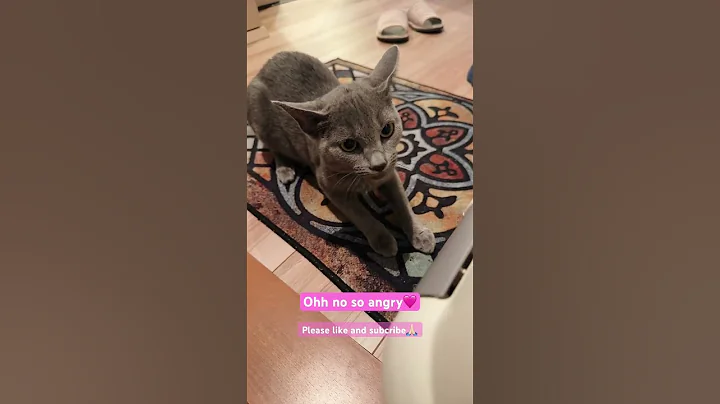 Video 9947621: angry scottish fold cat, scottish fold blue, russian blue cat