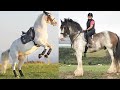 Horse SOO Cute! Cute And funny horse Videos Compilation cute moment #38