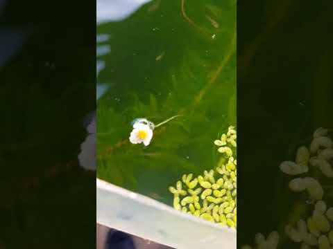 Planta ELODEA da su FLOR en VERANO - Full HD @pkd46