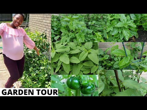 My Garden Tour   Growing Nigerian Vegetables Abroad