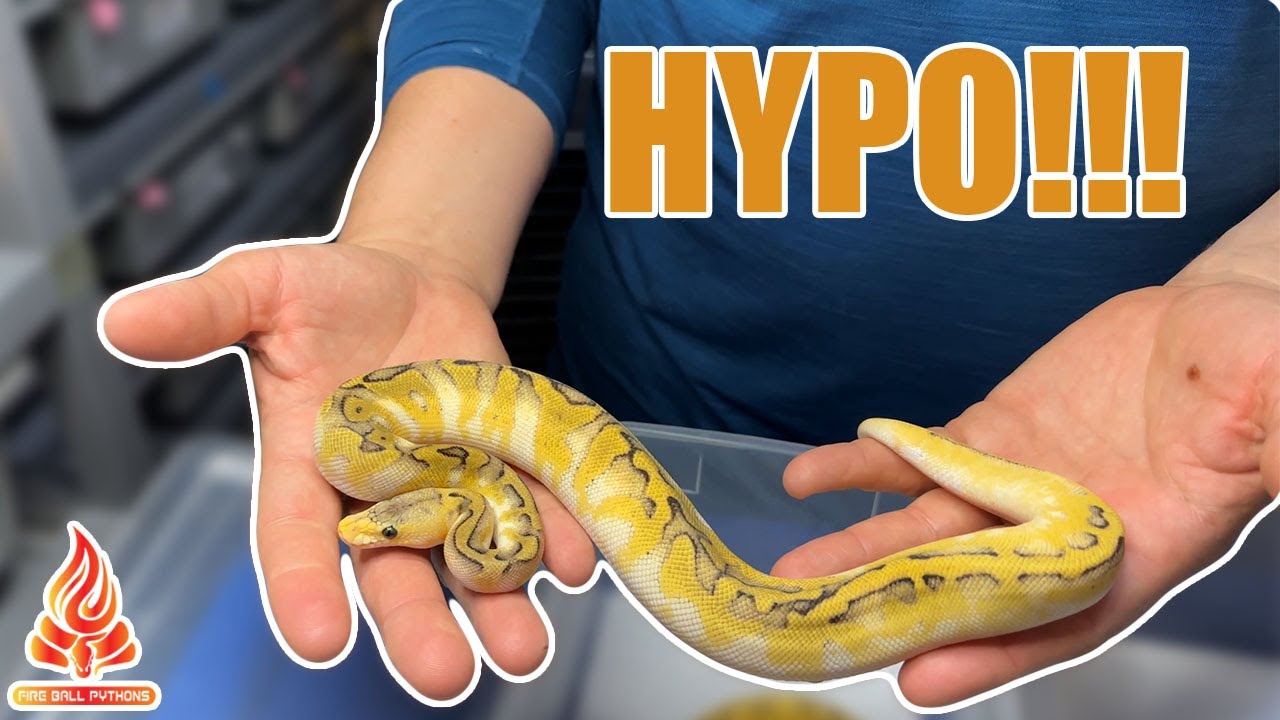 Snake Holdbacks Hypo Holdbacks pt.1 #ballpython #snakes #eggcutting - YouTube