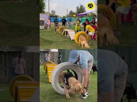 Video: Pet Sitter või Boarding: lemmiklooma valikuvõimalus