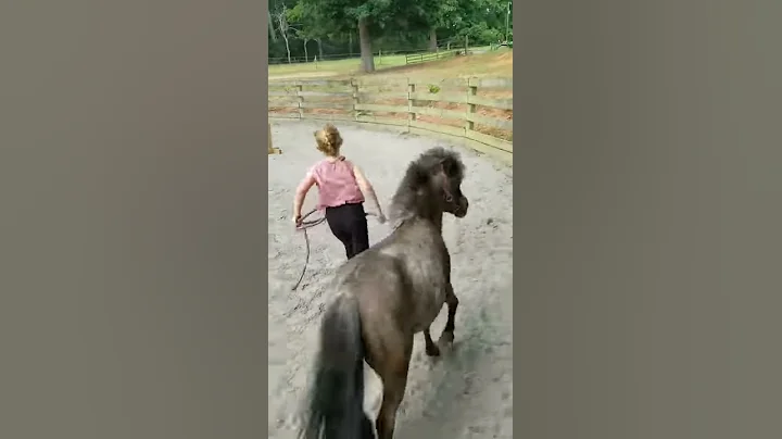 Mini Horse Jumping