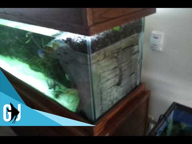 Stop Wasting Money on Aquarium Rocks! Cheapest Way to Buy Rocks for Your  Fish Tank 