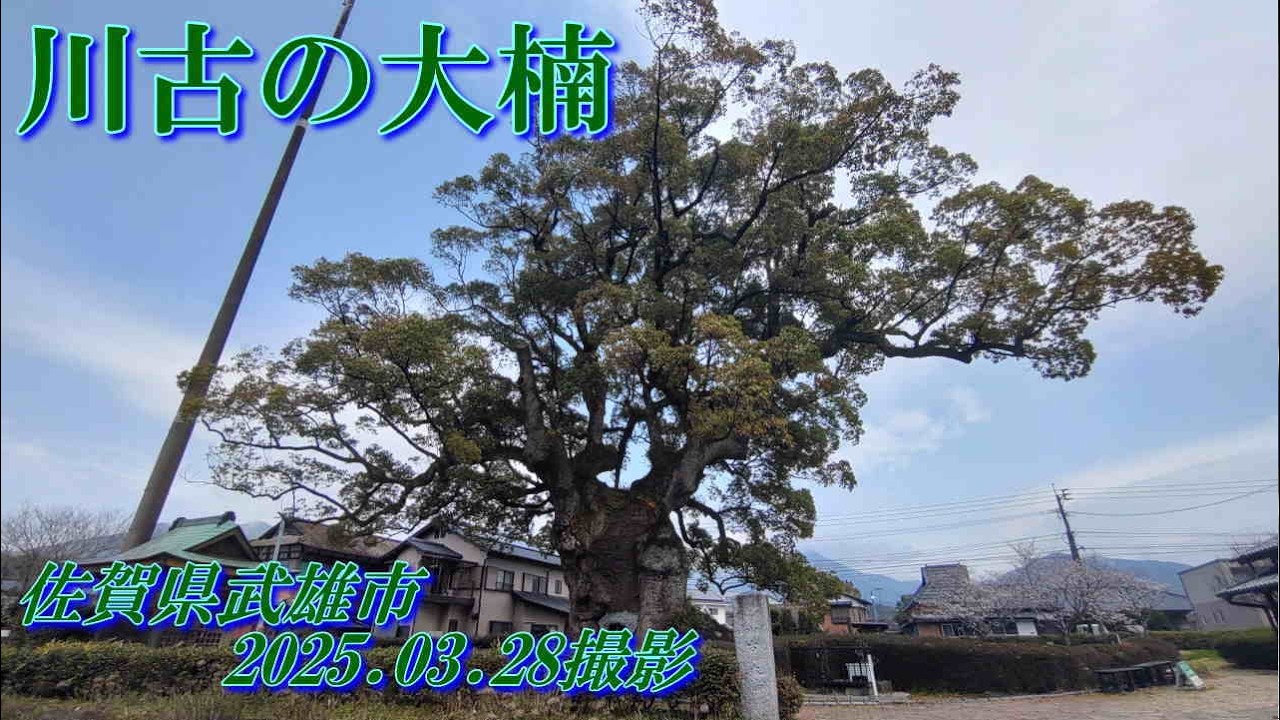 川古の大楠　2025.03.28撮影