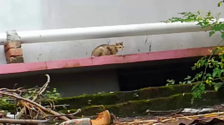 Pets that Returned Home after being Lost Cats are Just the Funniest Pets Ever AnimalTubeShow Part-18