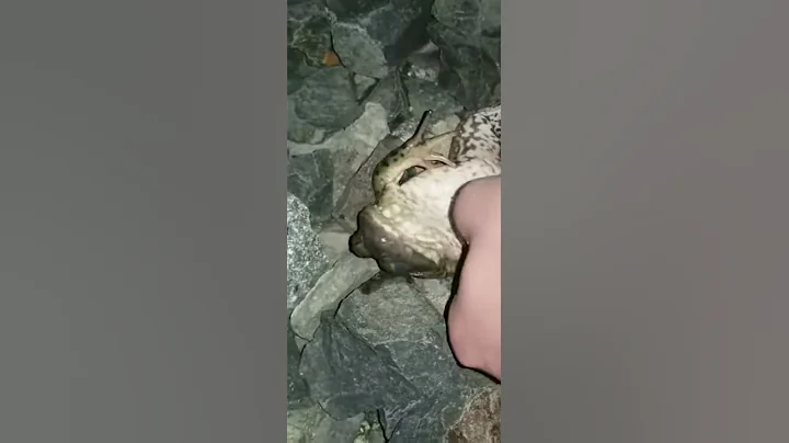 FROG GIVEN CPR, BROUGHT BACK TO LIFE