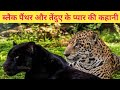 इलाका और साथी को पाने के लिए दो बार युद्ध लड़ा एक तेंदुए से || The True love Story Of Black Panther