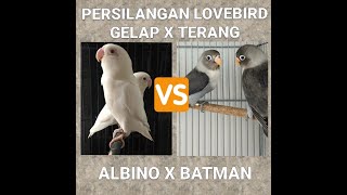 Download Lagu ALBINO MM x BATMAN // Persilangan Lovebird Terang Dengan Gelap Apakah Hasil Anakanya!! MP3 Download Lagu ALBINO MM x BATMAN // Persilangan Lovebird Terang Dengan Gelap Apakah Hasil Anakanya!! MP3
