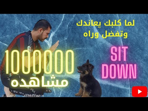 فيديو: كيف تدرب كلبك على الجلوس بمفرده