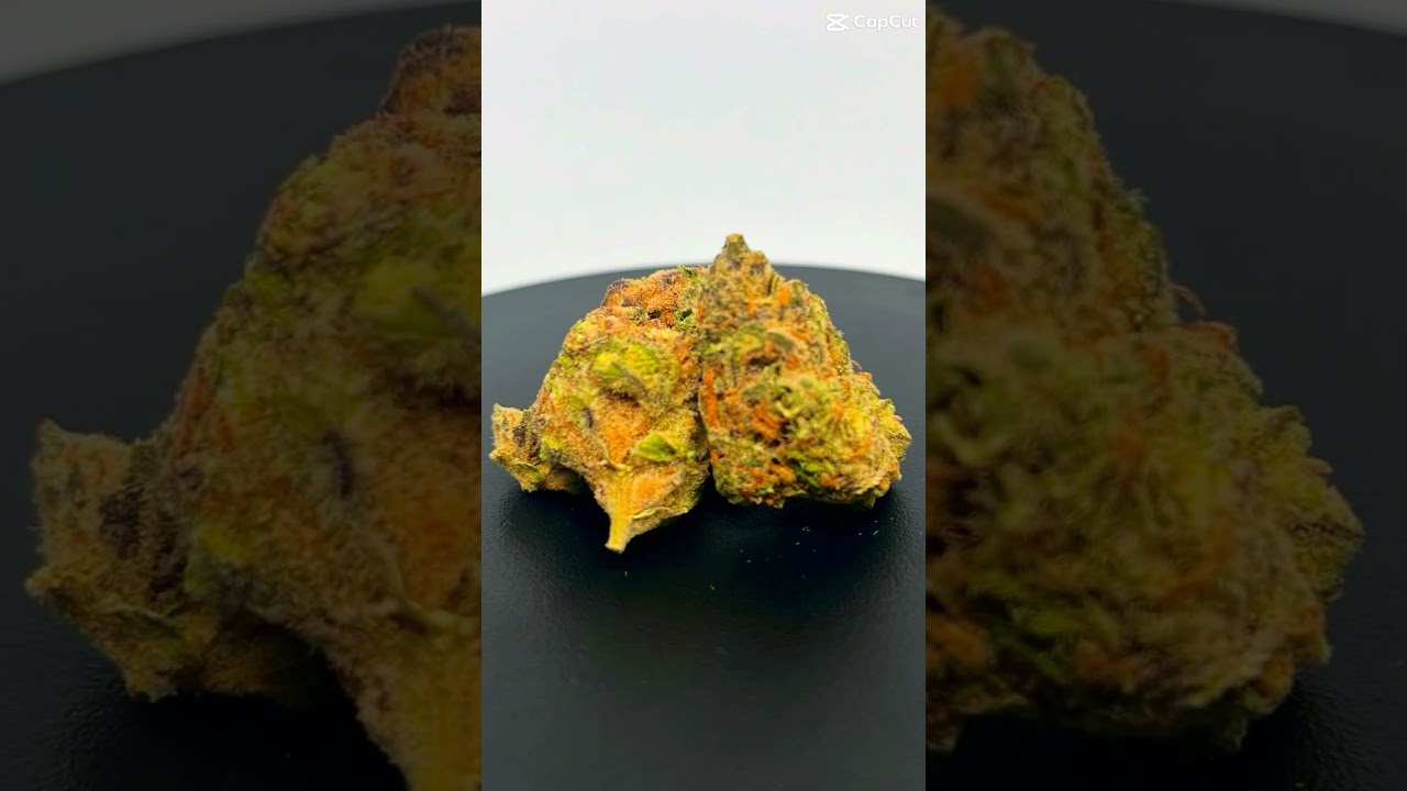 Black cherry punch 🍒 Grow by safricanna 