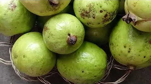 My unique #guava plant with fruit #juice