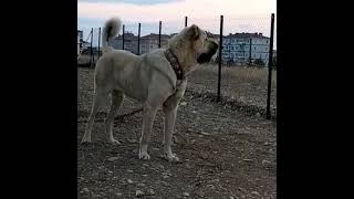 Baba Asi̇l Torunu Kral Si̇mba