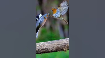 Chaffinch and Robin Fighting Wincent   oDXTs #bird #nature #wildlife
