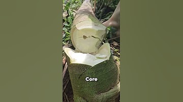 The Secret Inside a Papaya Tree! 🍃😲