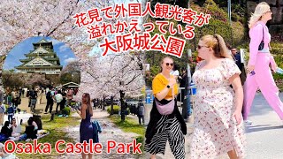 🌸花見で外国人観光客が溢れかえっている大阪城公園！大阪城に興味を惹かれる観光客！大阪。Osaka Castle Park Cherry Blossoms & Tourist, osaka japan