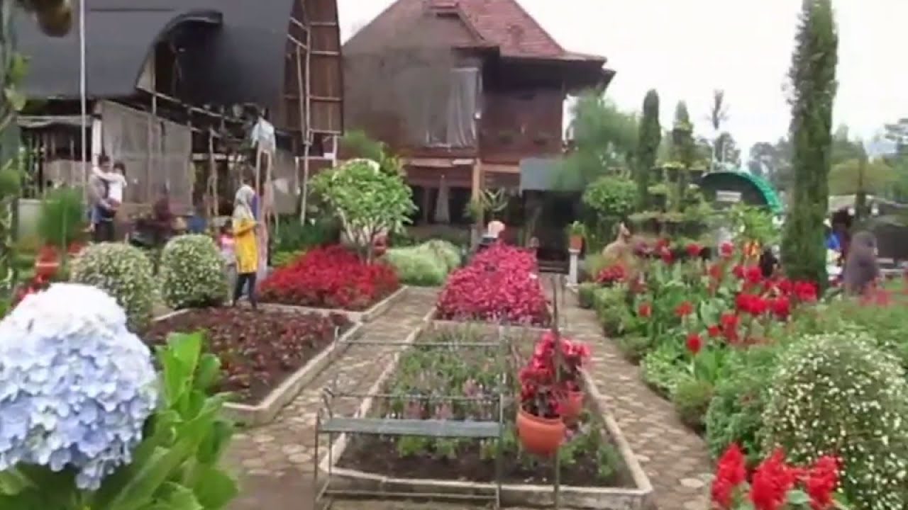 Taman Bunga  Begonia  Khas Bali  Surga Pecinta Bunga  YouTube