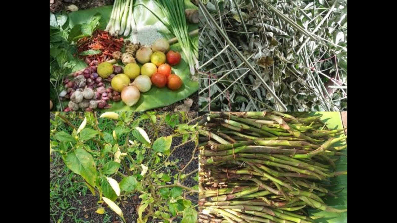 Unique Village tender Stem Vegetable Cooked for the first time never seen before 
